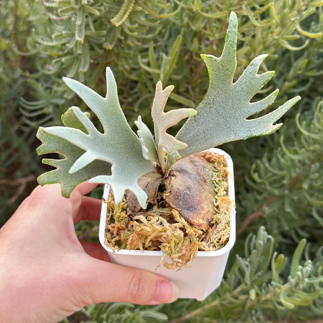 Yellow moon dwarf ’totoro’ sporeling 509