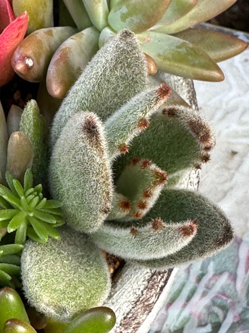 多肉植物 ☆リメ鉢寄せ植え