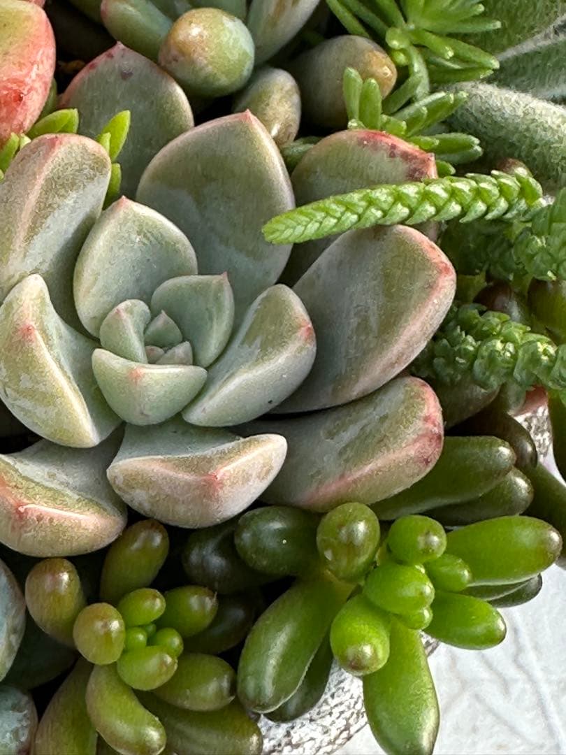 多肉植物 ☆リメ鉢寄せ植え