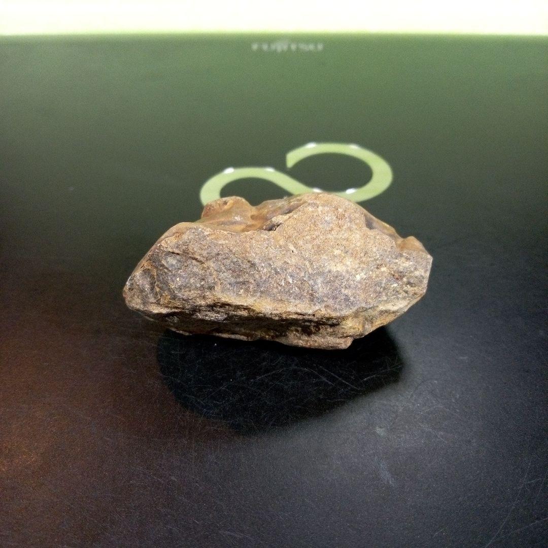 三葉虫　化石　fossil　ボリビア　trilobite　海生動物　三葉虫識別③