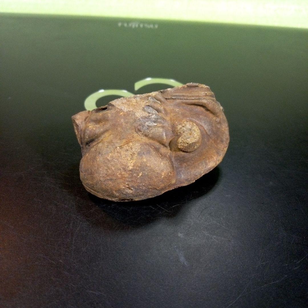 三葉虫　化石　fossil　ボリビア　trilobite　海生動物　三葉虫識別③