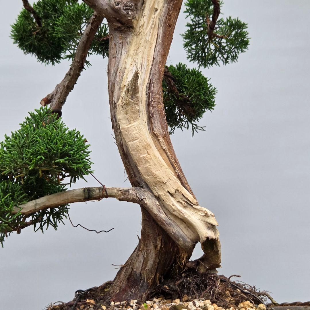 真柏　[模様木]　大品盆栽素材