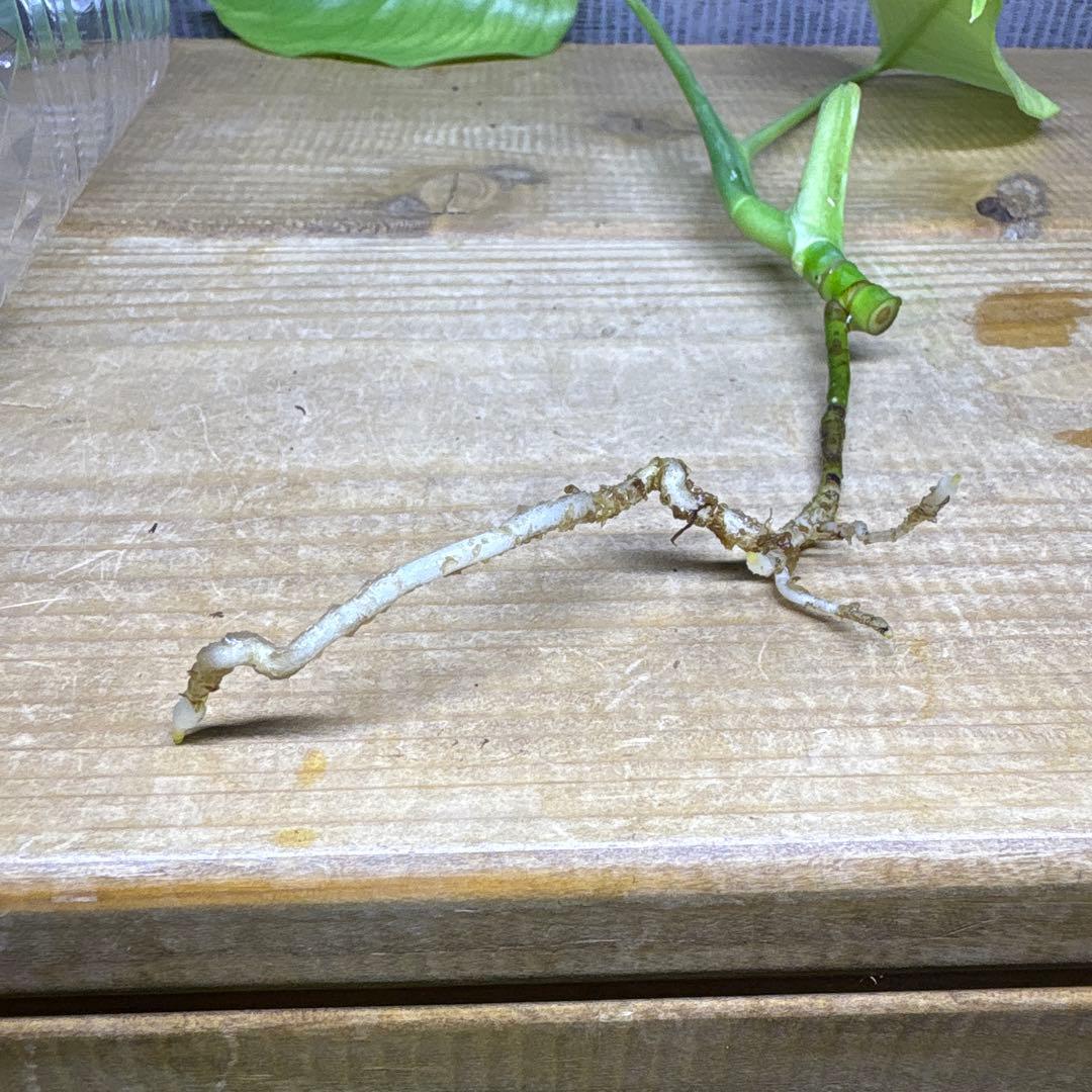 モンステラ　ボルシギアナ　セブブルーミント　トップカット苗