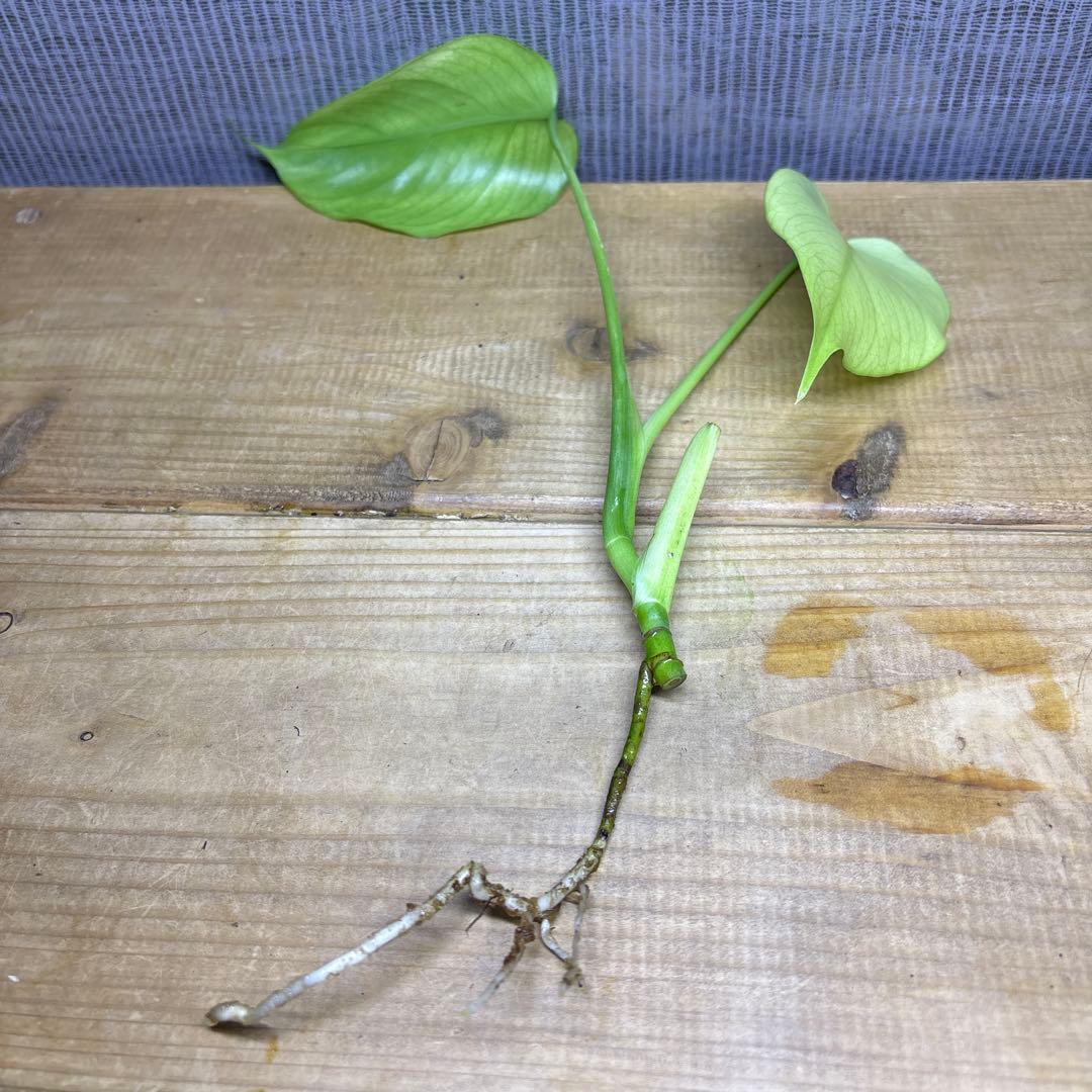 モンステラ　ボルシギアナ　セブブルーミント　トップカット苗