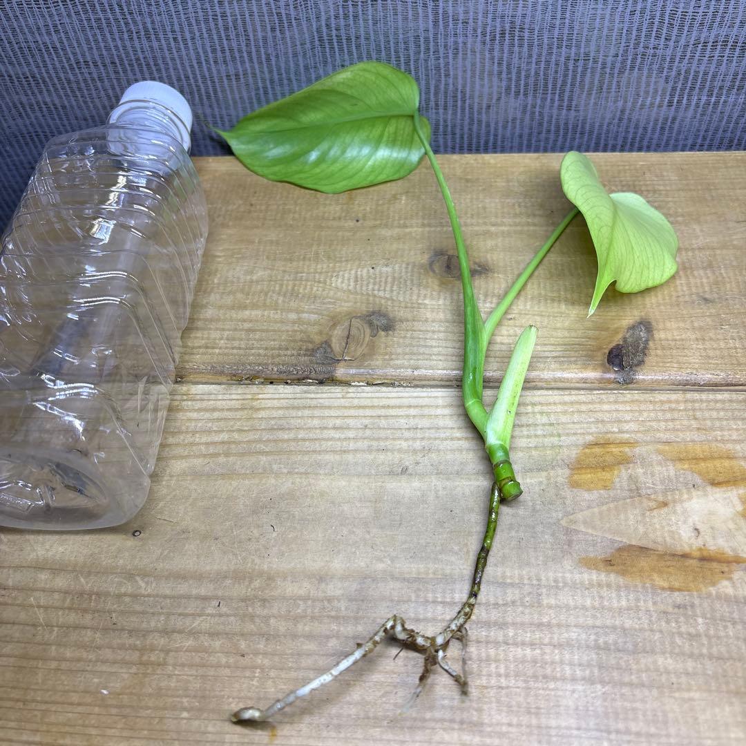 モンステラ　ボルシギアナ　セブブルーミント　トップカット苗