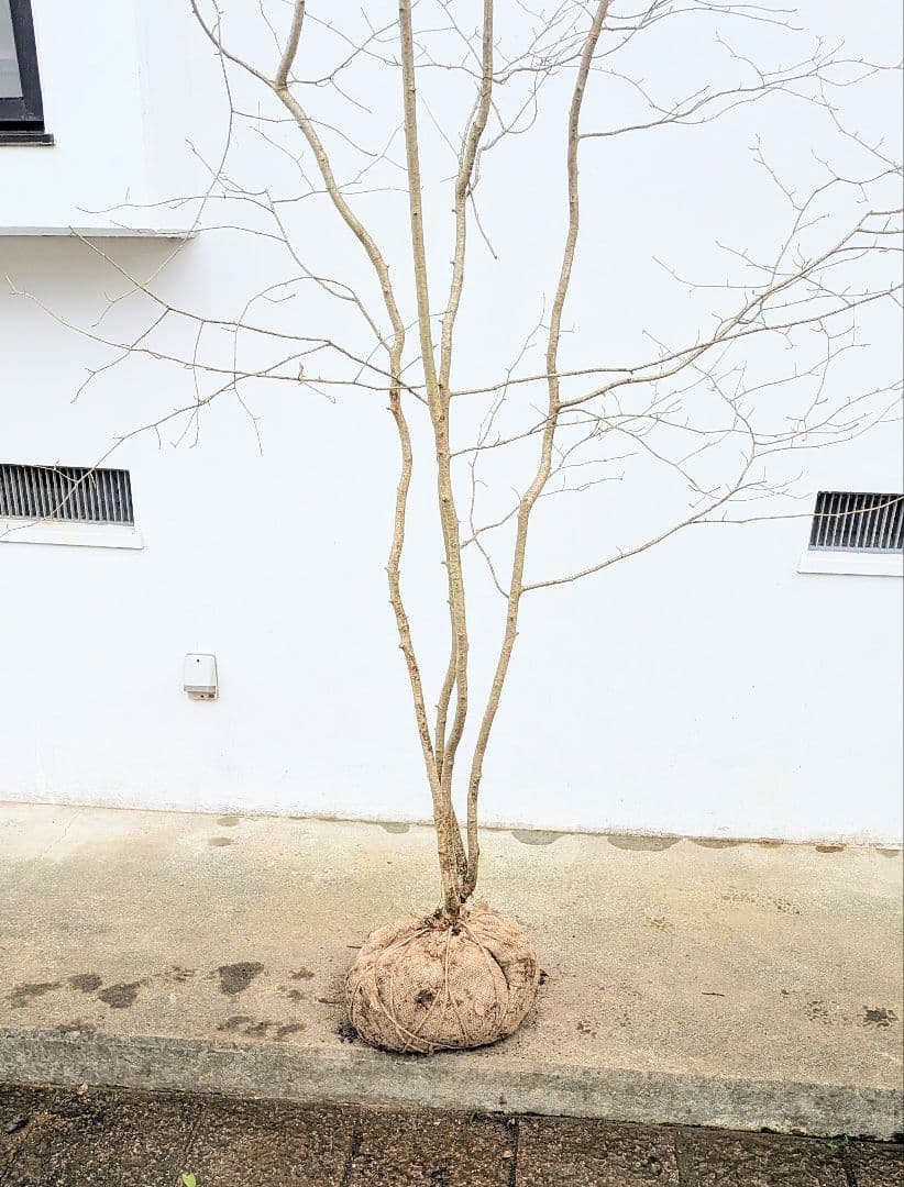 超特大！山採りアズキナシ。