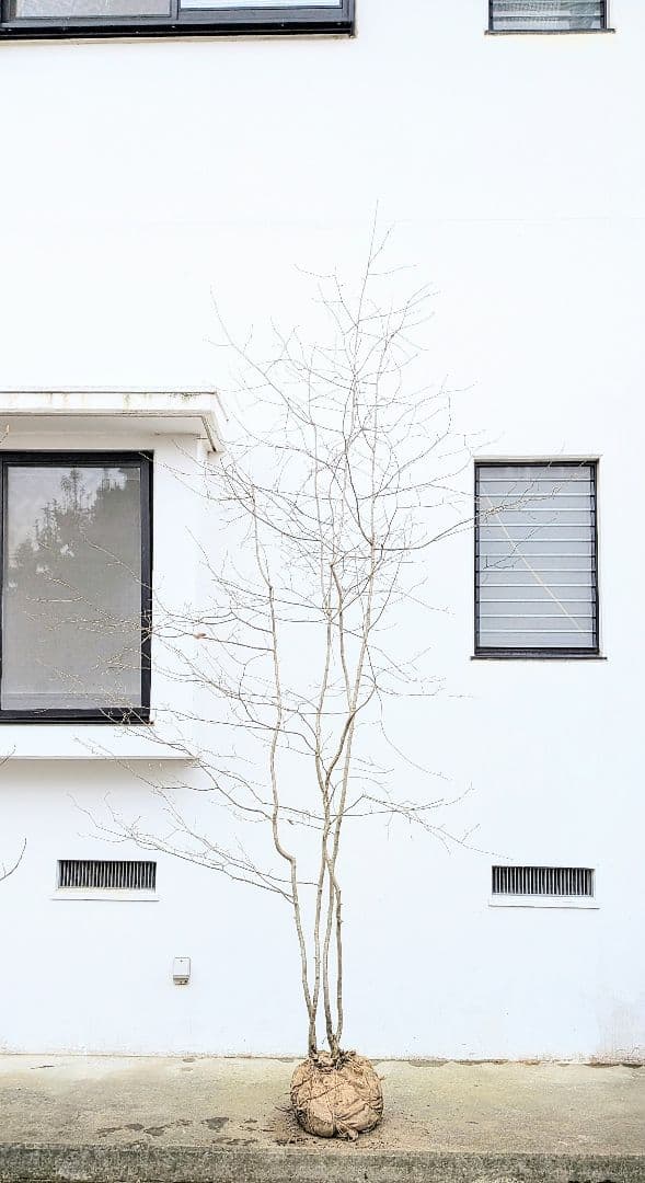 超特大！山採りアズキナシ。