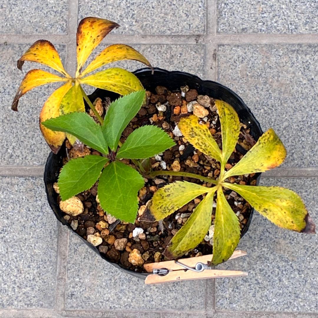 の*ん様 ☘️蕾付き☘️3333⭐️超小輪⭐️ダークピコ⭐️コンパクト⭐️トルカ