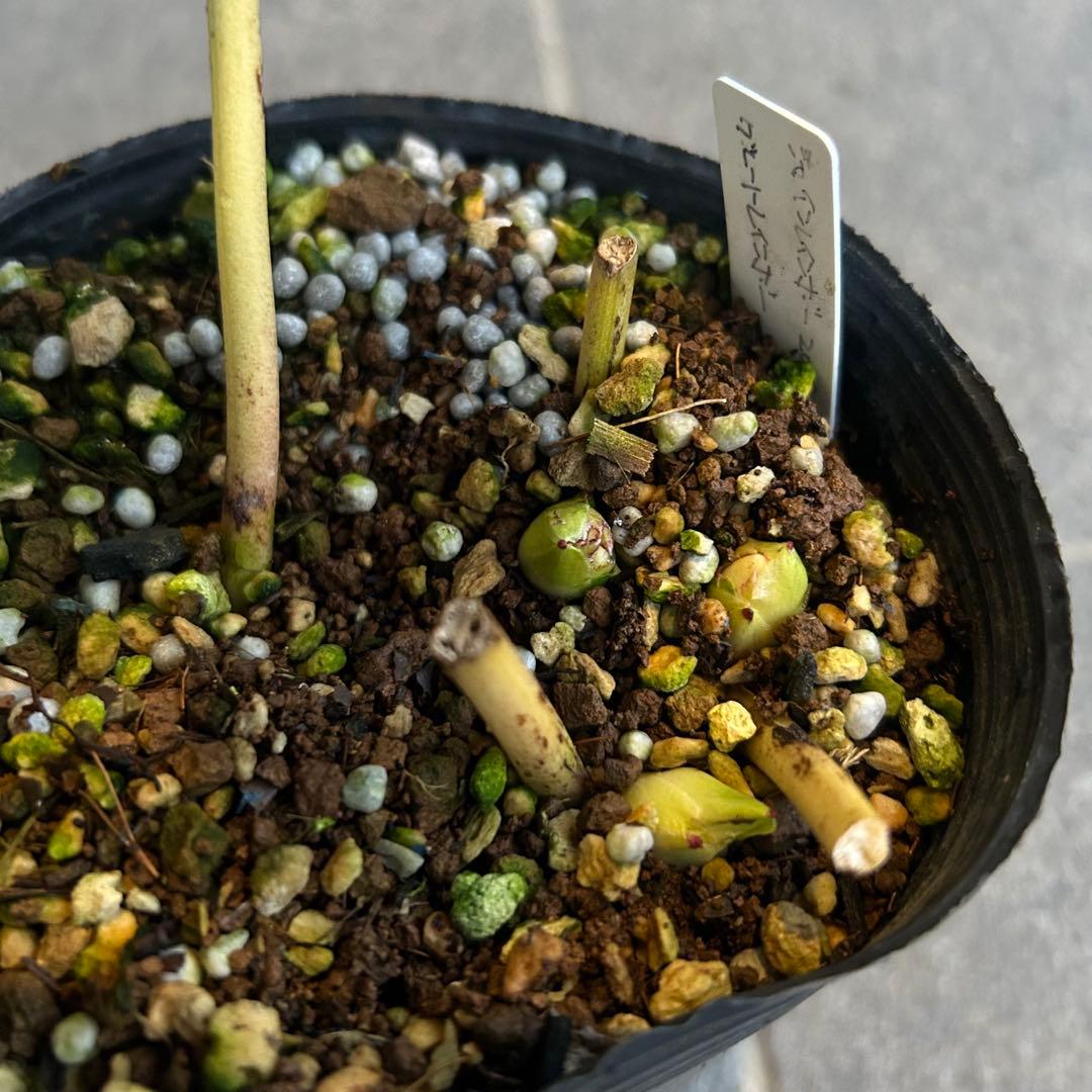 クリスマスローズ 開花実績株 DDレインボーhyb