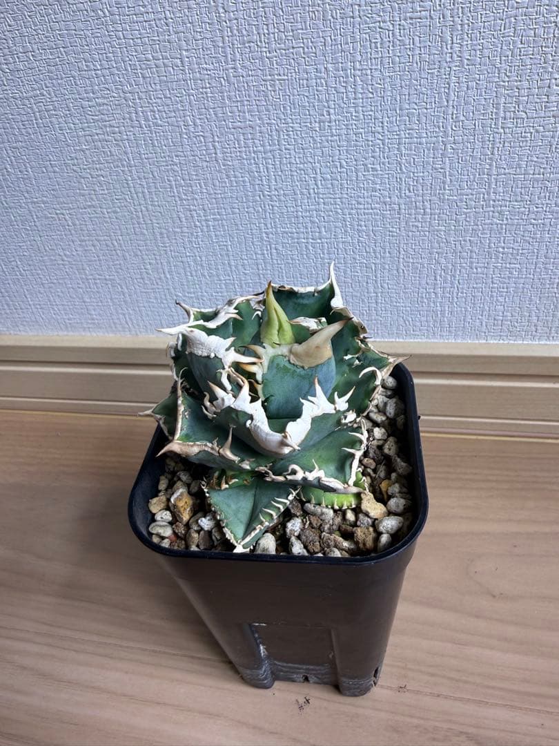 B*E様 【親株‼︎】アガベ 大白鯊 ホオジロザメ　子株4つ付き！