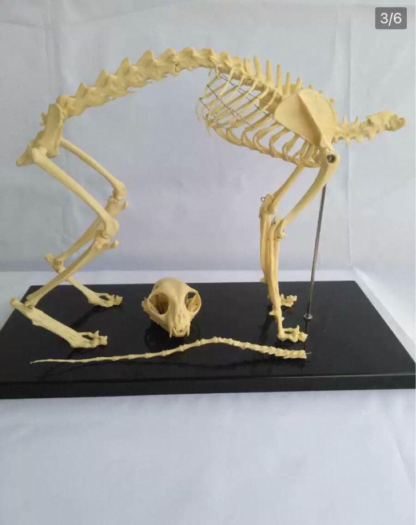 R*o様 猫全身骨格模型 解剖学標本 W47×L23×H32cm
