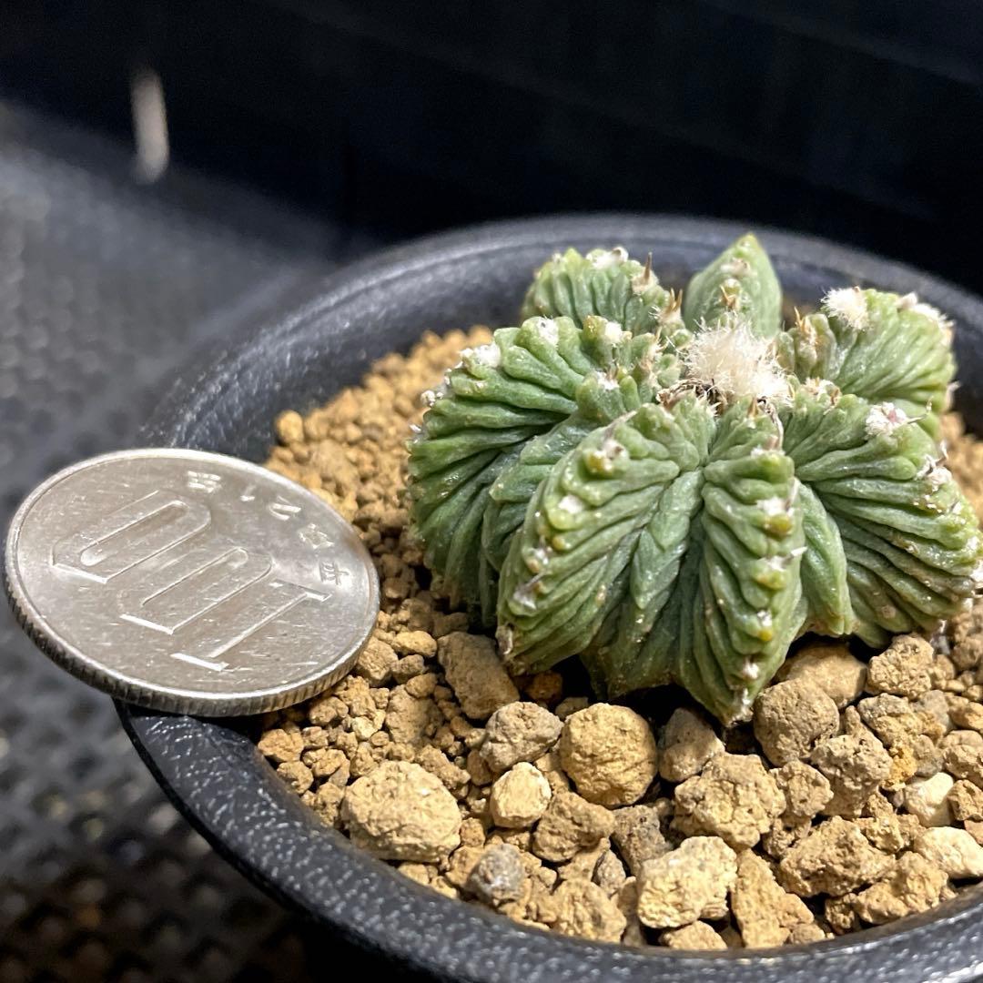 自家繁殖苗　花籠　自根　サボテン　多肉植物