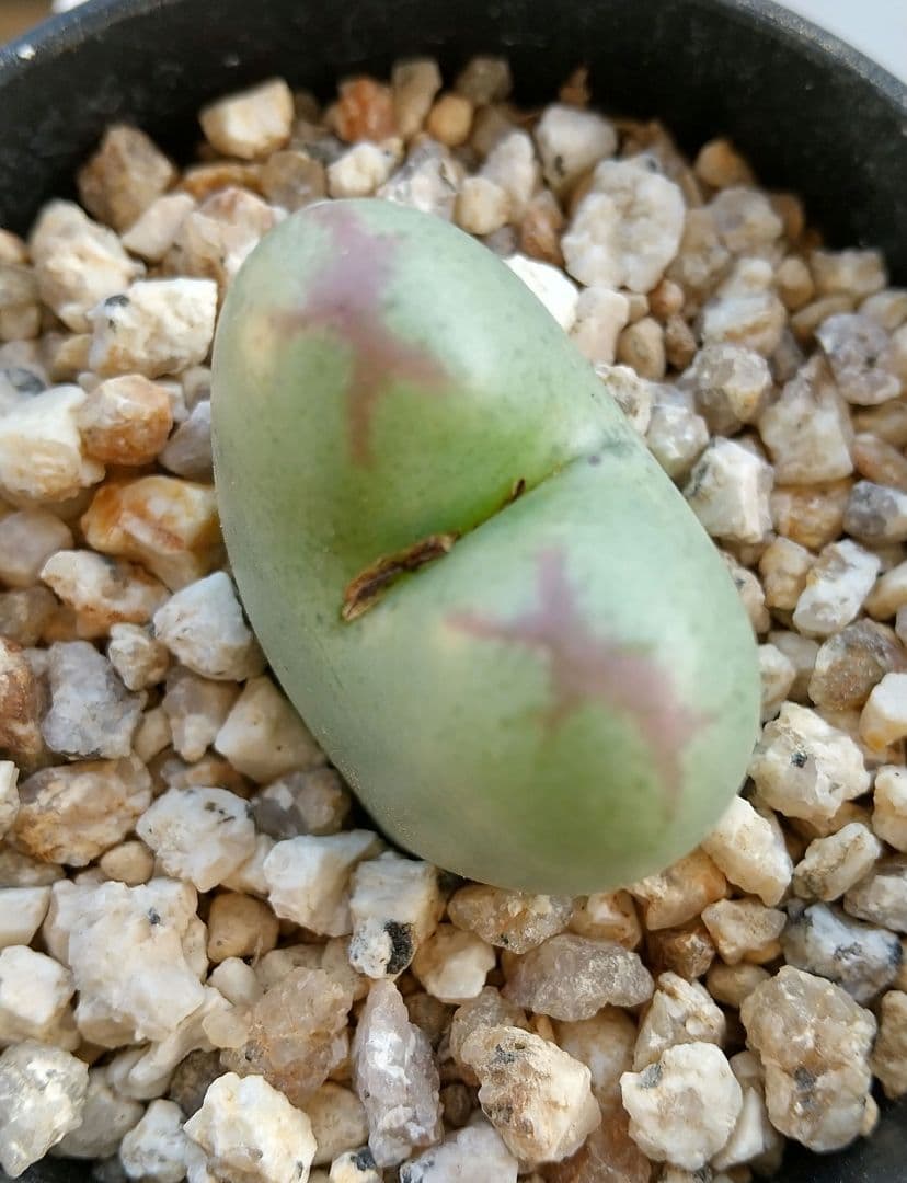 コノフィツム “Momowaremusume”