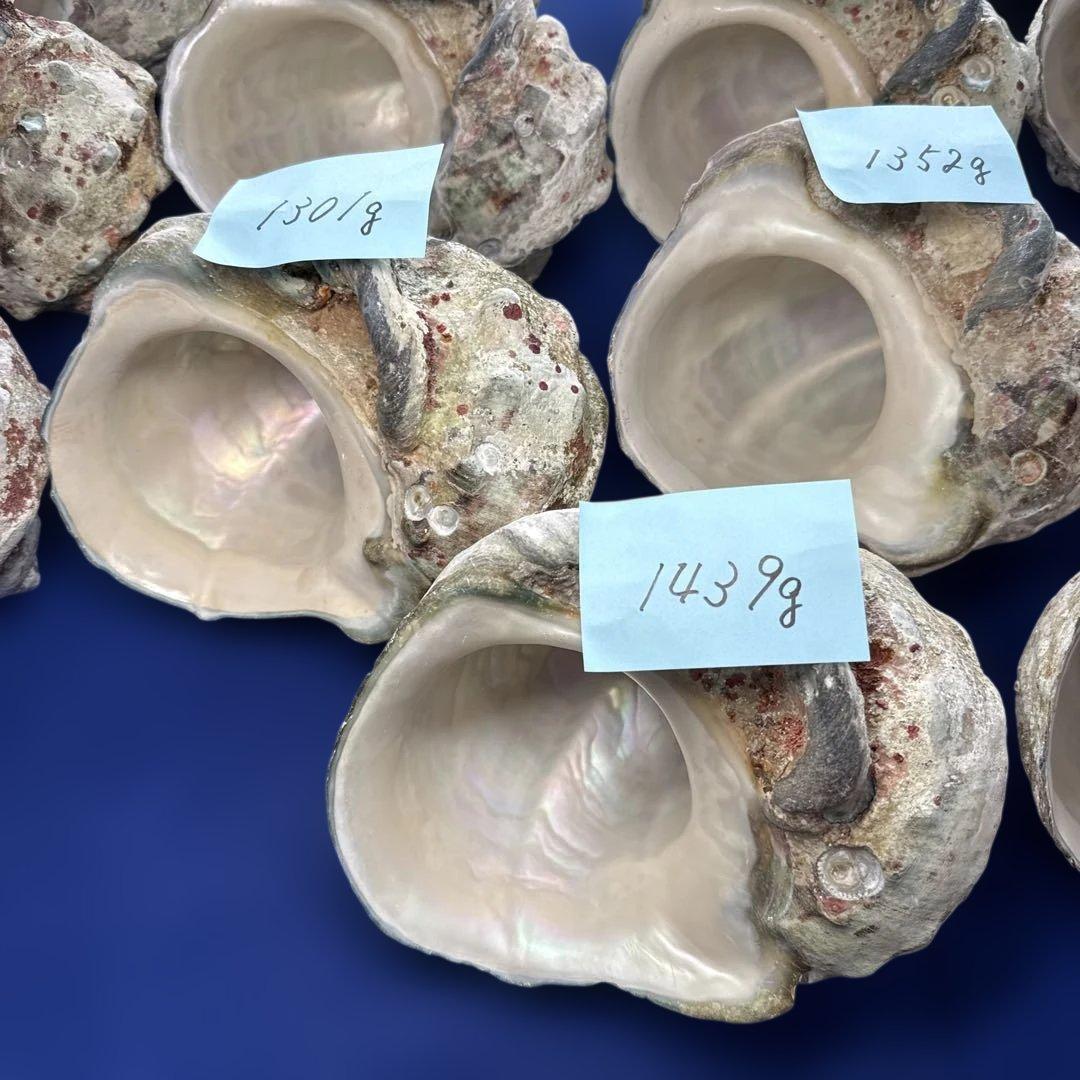 特大夜光貝　ヤコウ貝　まとめ売り　16個 21kg アクセサリー　ルアー