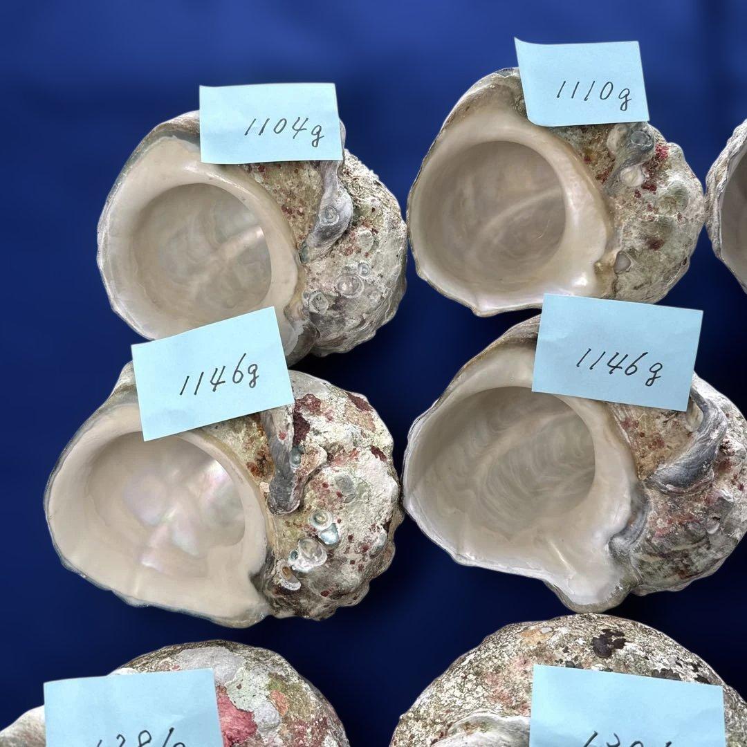 特大夜光貝　ヤコウ貝　まとめ売り　16個 21kg アクセサリー　ルアー