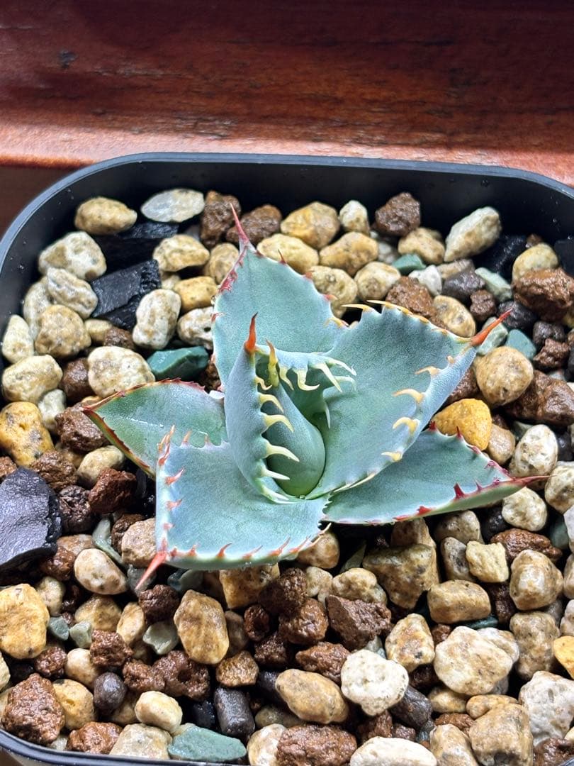 s*e様 アガベ 甲蟹屈原 子株 発根済 特白 青葉 陽炎 狂刺 連刺 ハイブリ