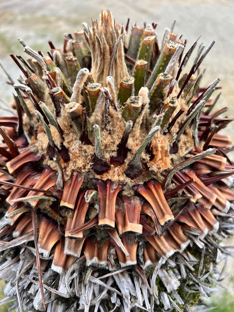 ソテツ　鉢植え　約1.2m