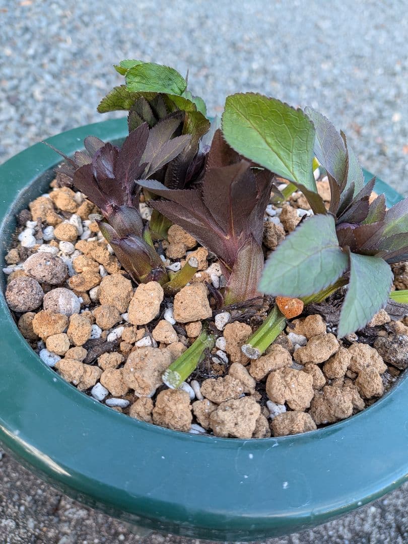 クリスマスローズ・ddブラック大株 (未株分け)