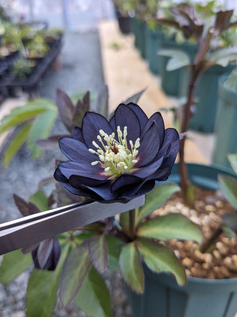 クリスマスローズ・ddブラック大株 (未株分け)