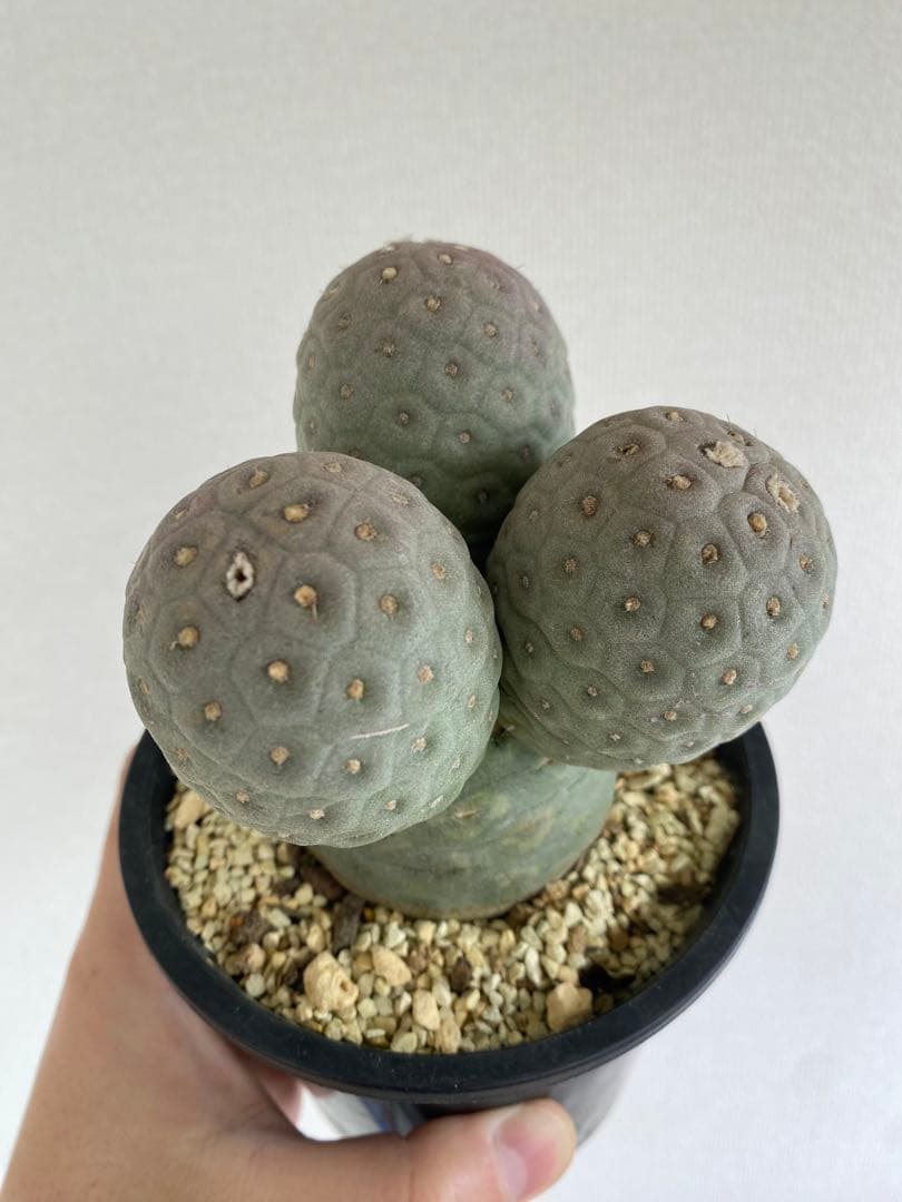 テフロカクタス ゲオメトリクス 胴太株