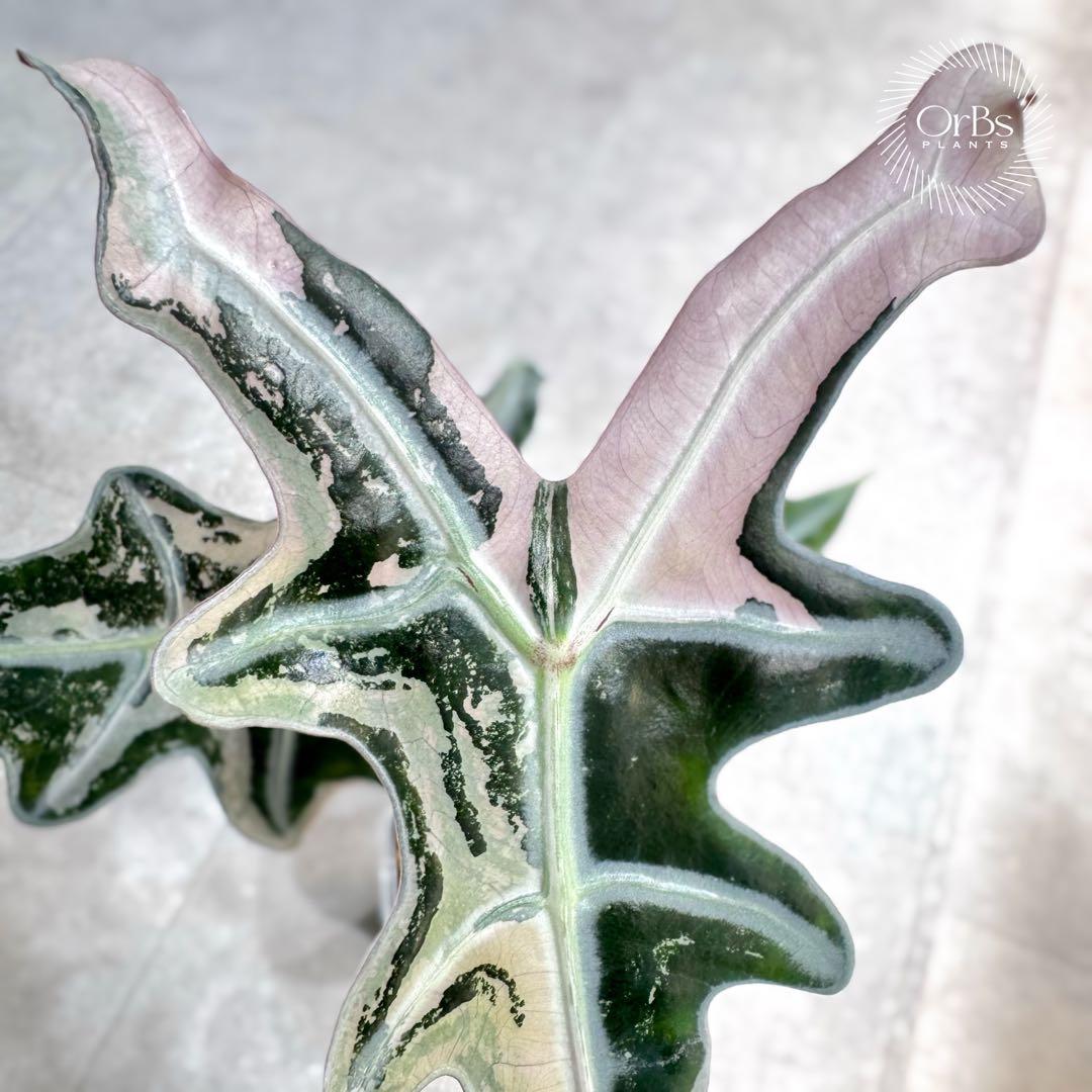 掲載最終日セール【芋付き】アロカシア ノビリス ピンク斑入り 中株サイズ