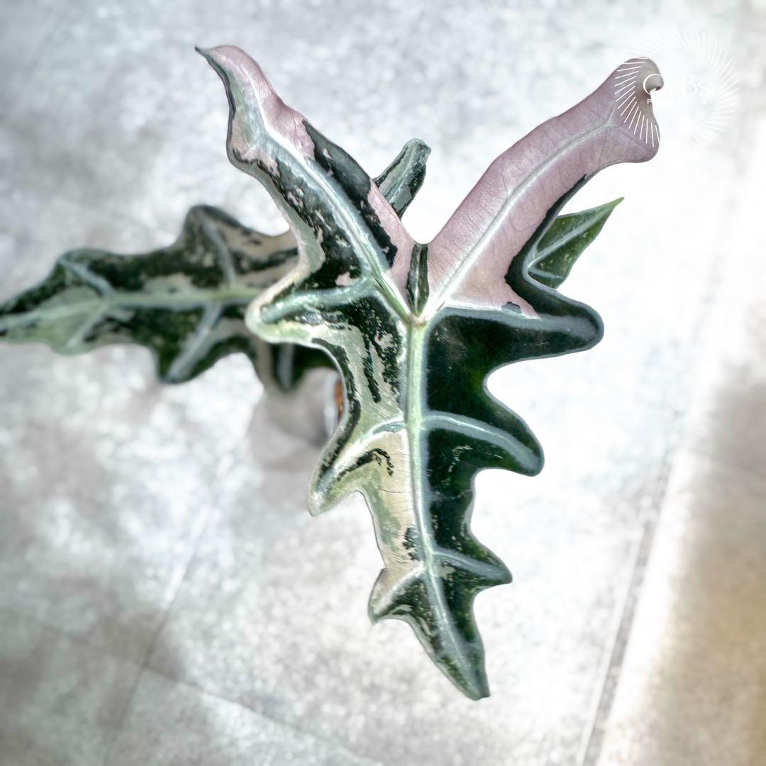 掲載最終日セール【芋付き】アロカシア ノビリス ピンク斑入り 中株サイズ