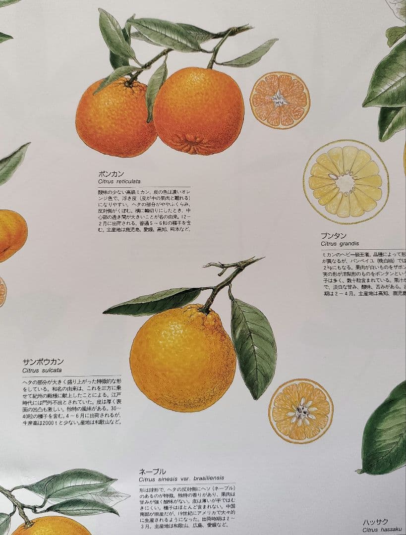 BE-PAL ビーパル カレンダー 新品未使用 1993年 ヴィンテージ