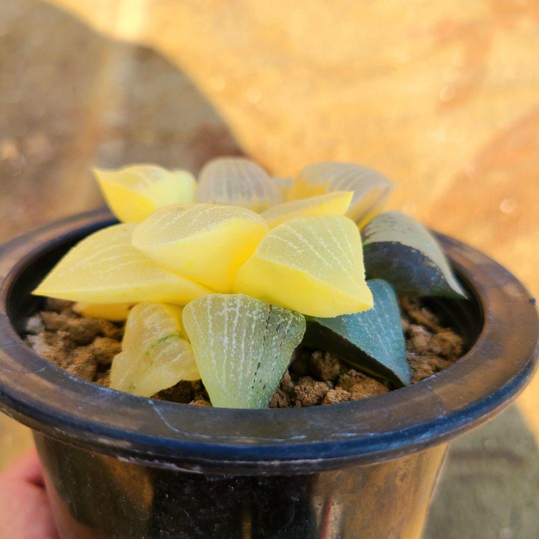 未繁殖 ピクタ銀河実生 黄金ノリ斑 多肉植物 ハオルチア アロエ