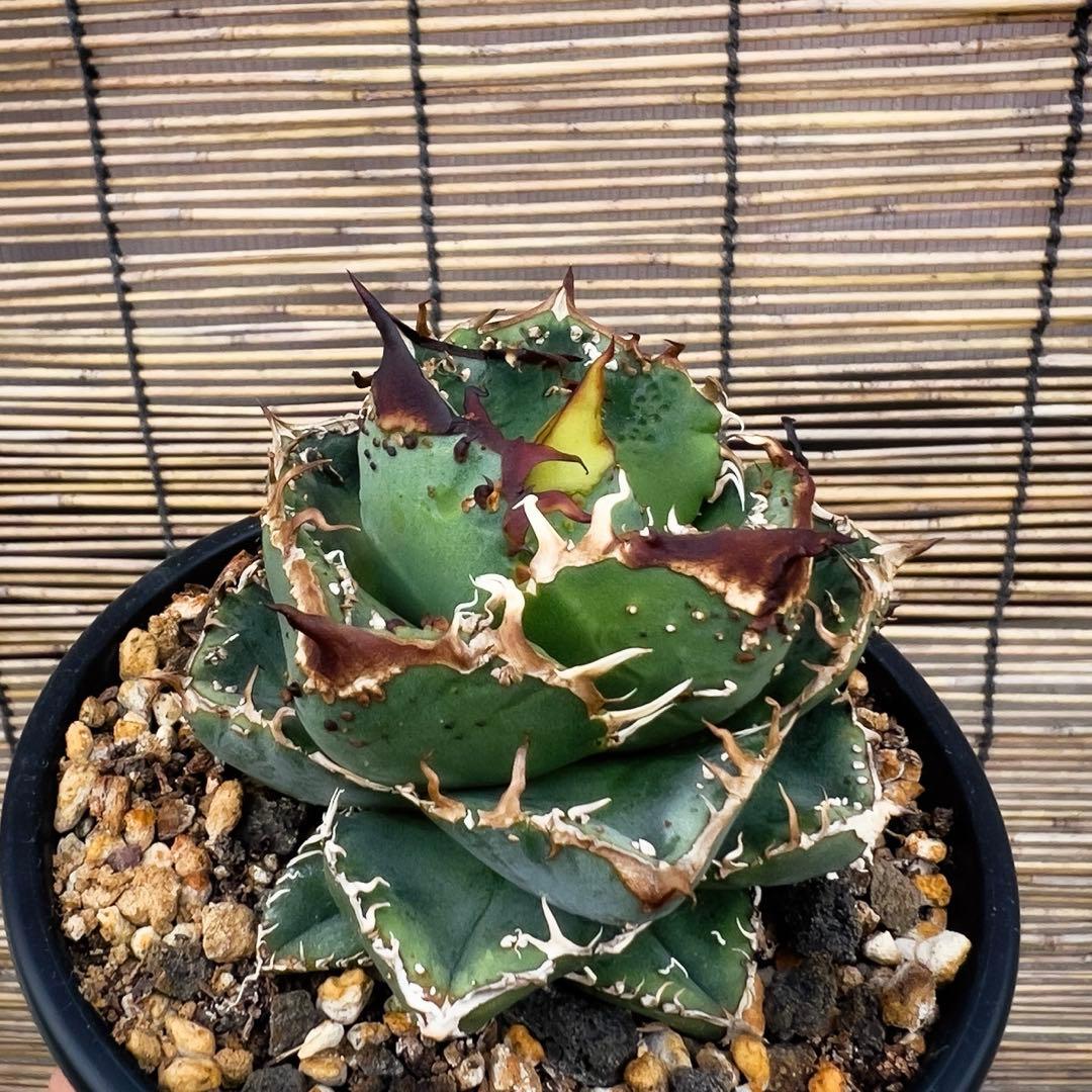 台湾産　アガベ　ブツブツ　麻花　中株