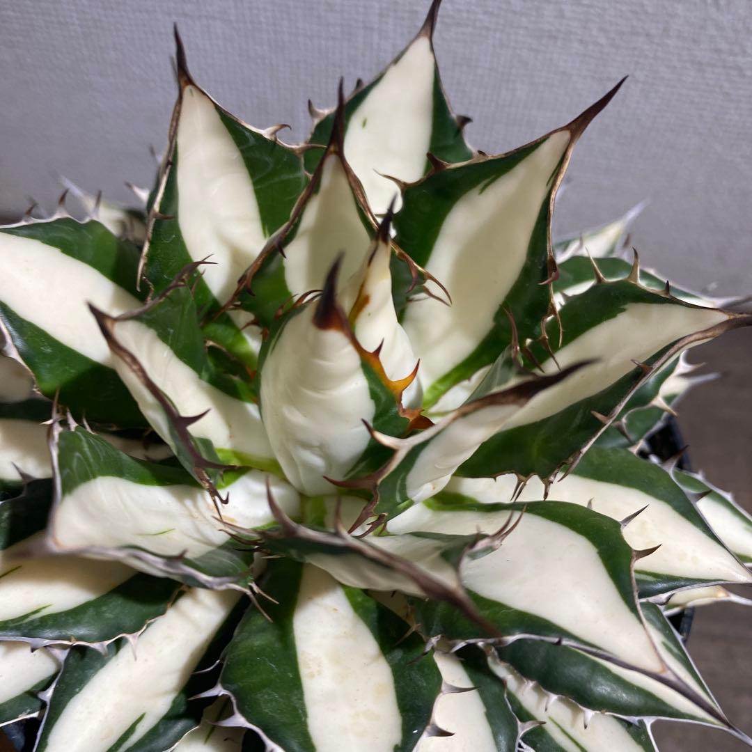 アガベ　ホリダ白中斑入　極上ラスト