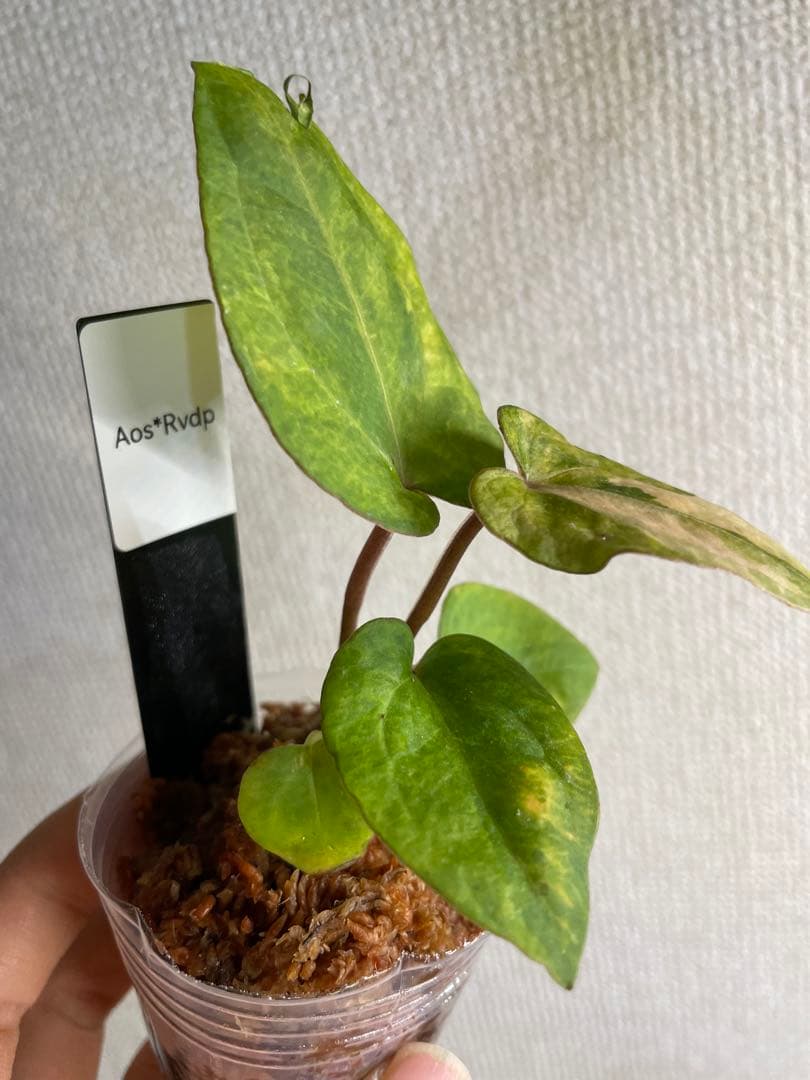 縄*⁇様 Anthurium AOS✖️RVDP斑入り