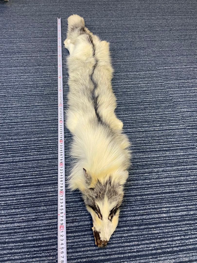 なのちゃん専用　フォックス　狐　原皮