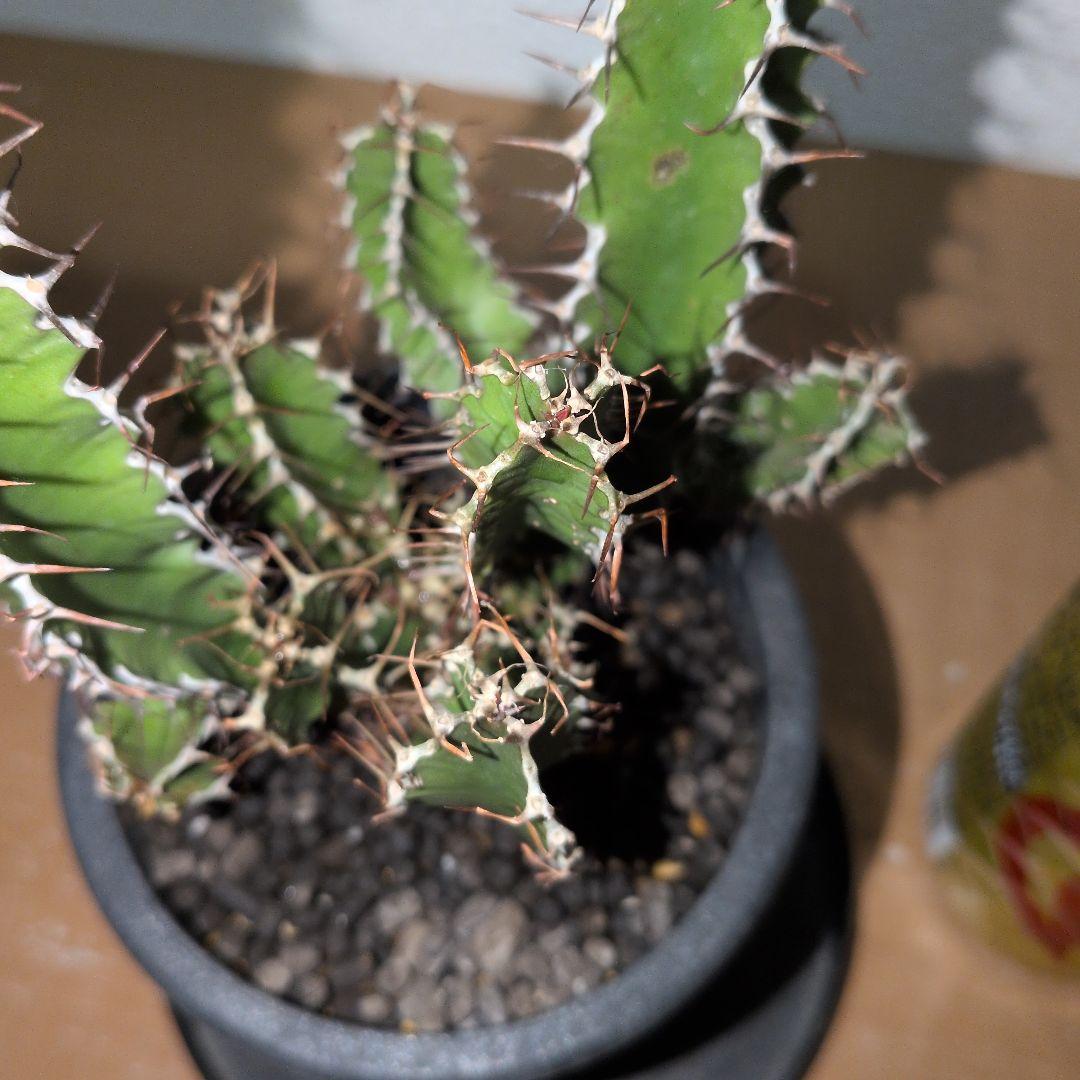 ユーフォルビア　ムランジーナ　実生 （鉢付き)