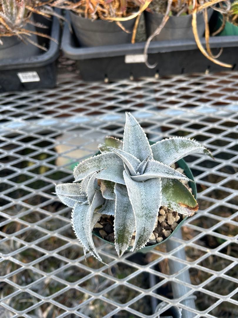 子株付 DBディッキア Dyckia marnier-lapostollei ⑴