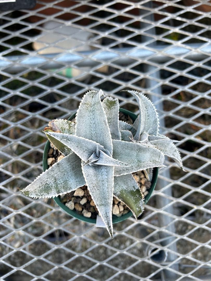 子株付 DBディッキア Dyckia marnier-lapostollei ⑴