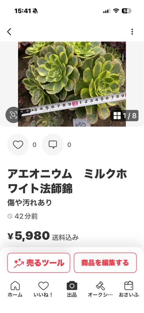 アエオニウム　yu-Ko jukito