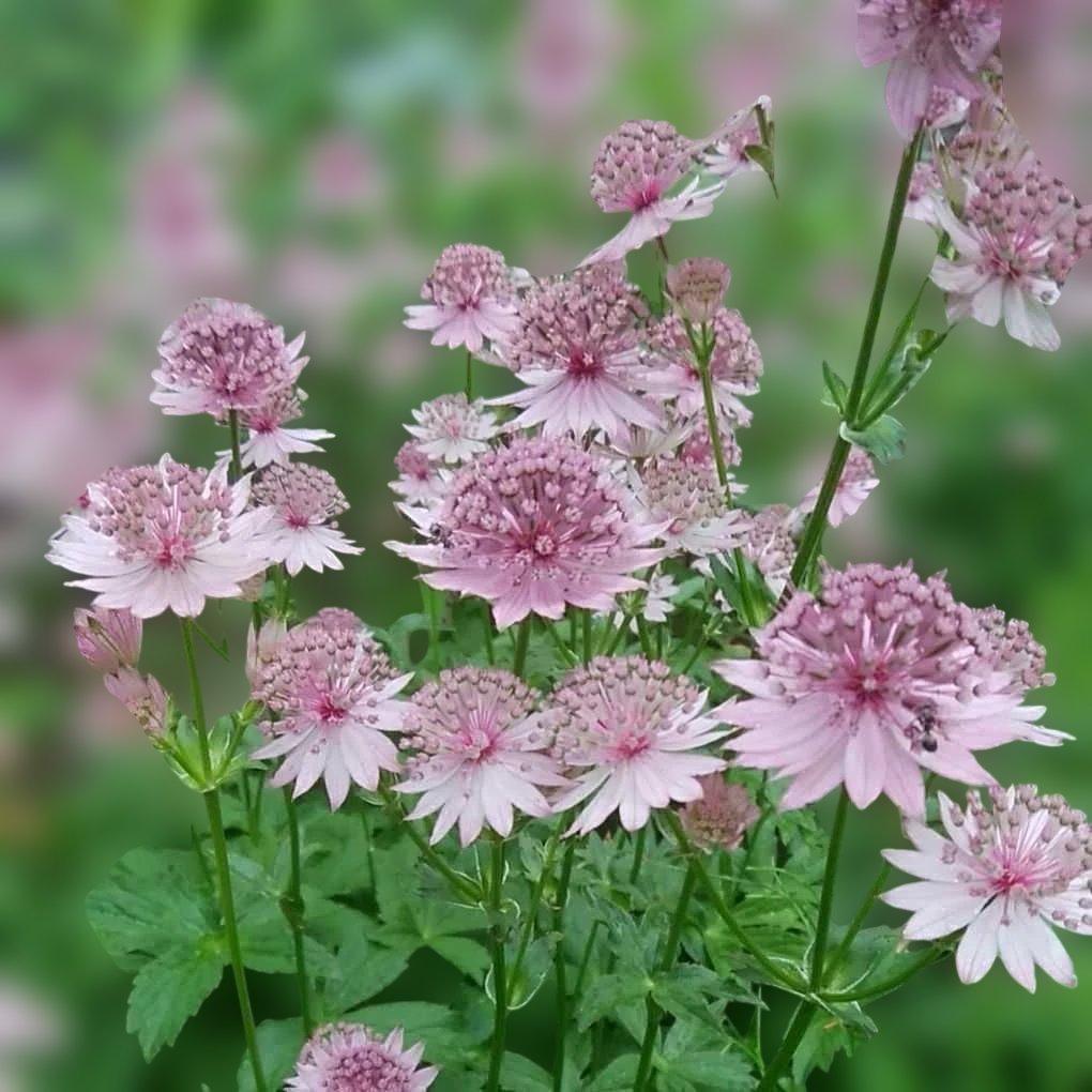 みーこ　2026年春苗