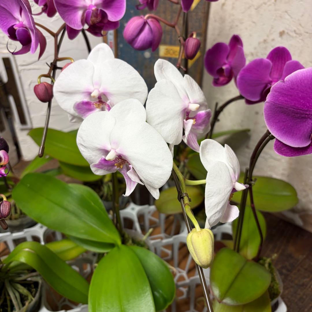 う*り様 胡蝶蘭　ピンクアソート　8ポット ファレノプシス