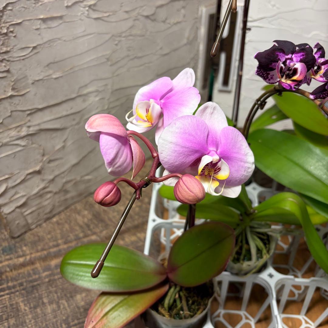 う*り様 胡蝶蘭　ピンクアソート　8ポット ファレノプシス