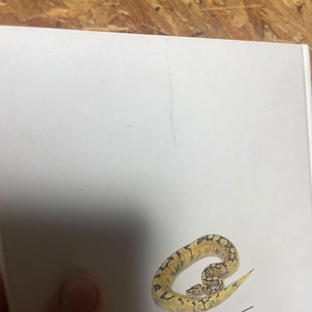 パーフェクトボールパイソン【毒ヘビ全書とのセット売りも可】