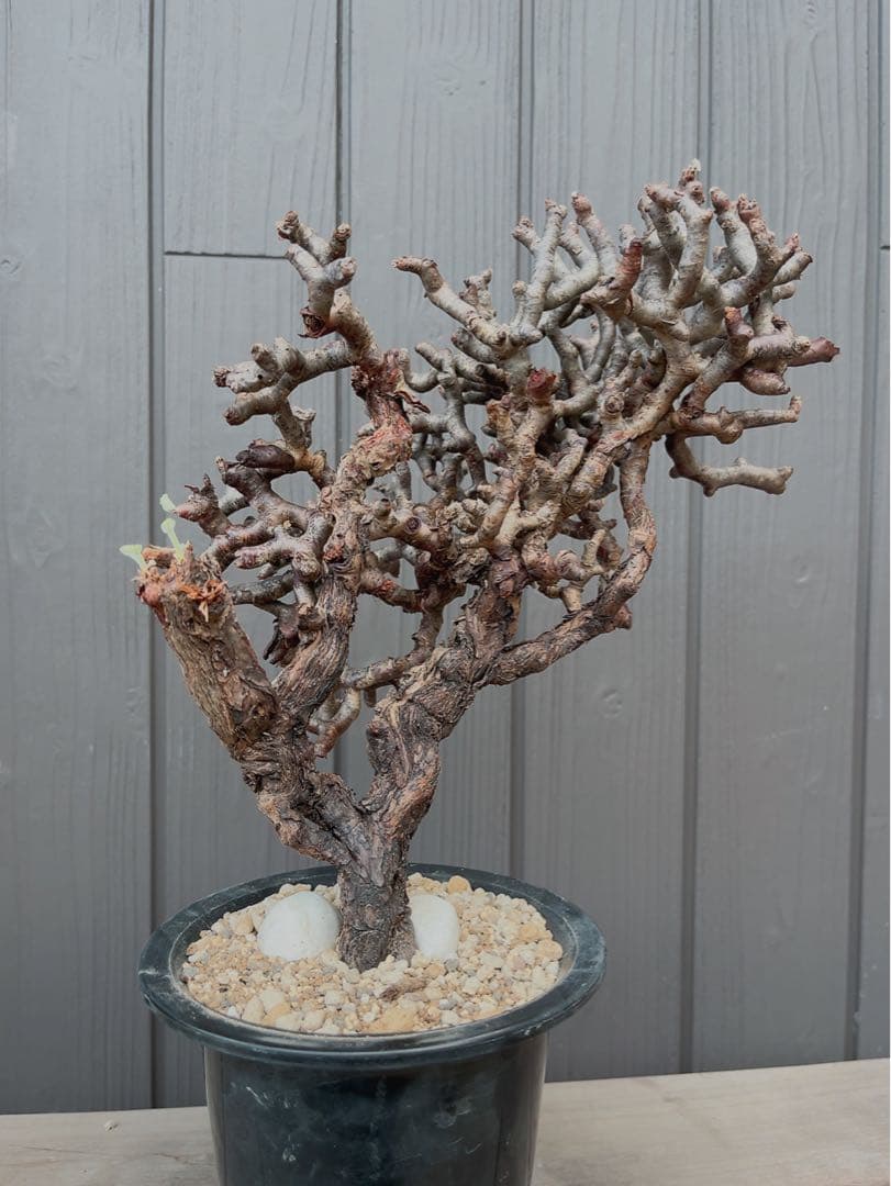 《期間限定販売❗️》『ペラルゴニウム　ミラビレ③』現地球　発根済み極美大株