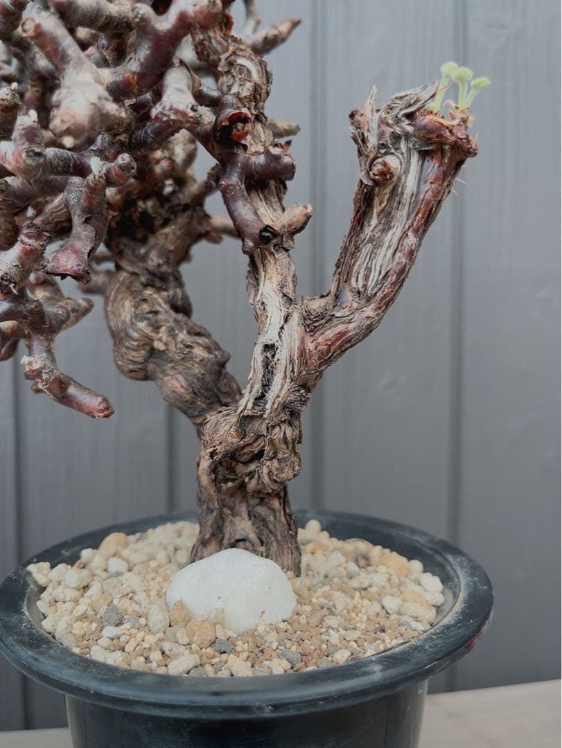 《期間限定販売❗️》『ペラルゴニウム　ミラビレ③』現地球　発根済み極美大株