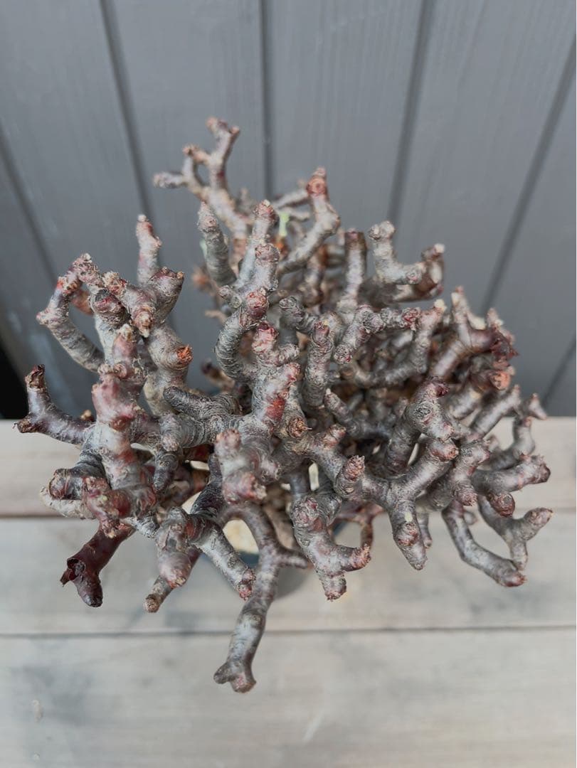 《期間限定販売❗️》『ペラルゴニウム　ミラビレ③』現地球　発根済み極美大株