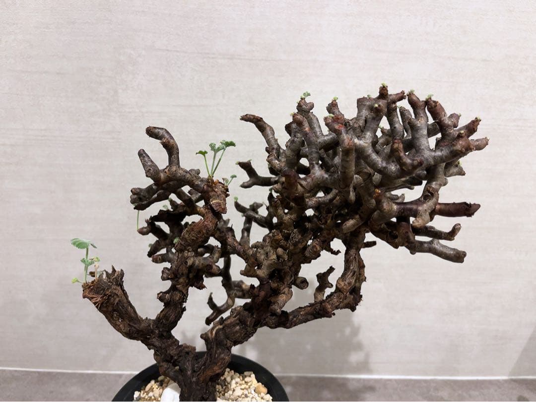 《期間限定販売❗️》『ペラルゴニウム　ミラビレ③』現地球　発根済み極美大株