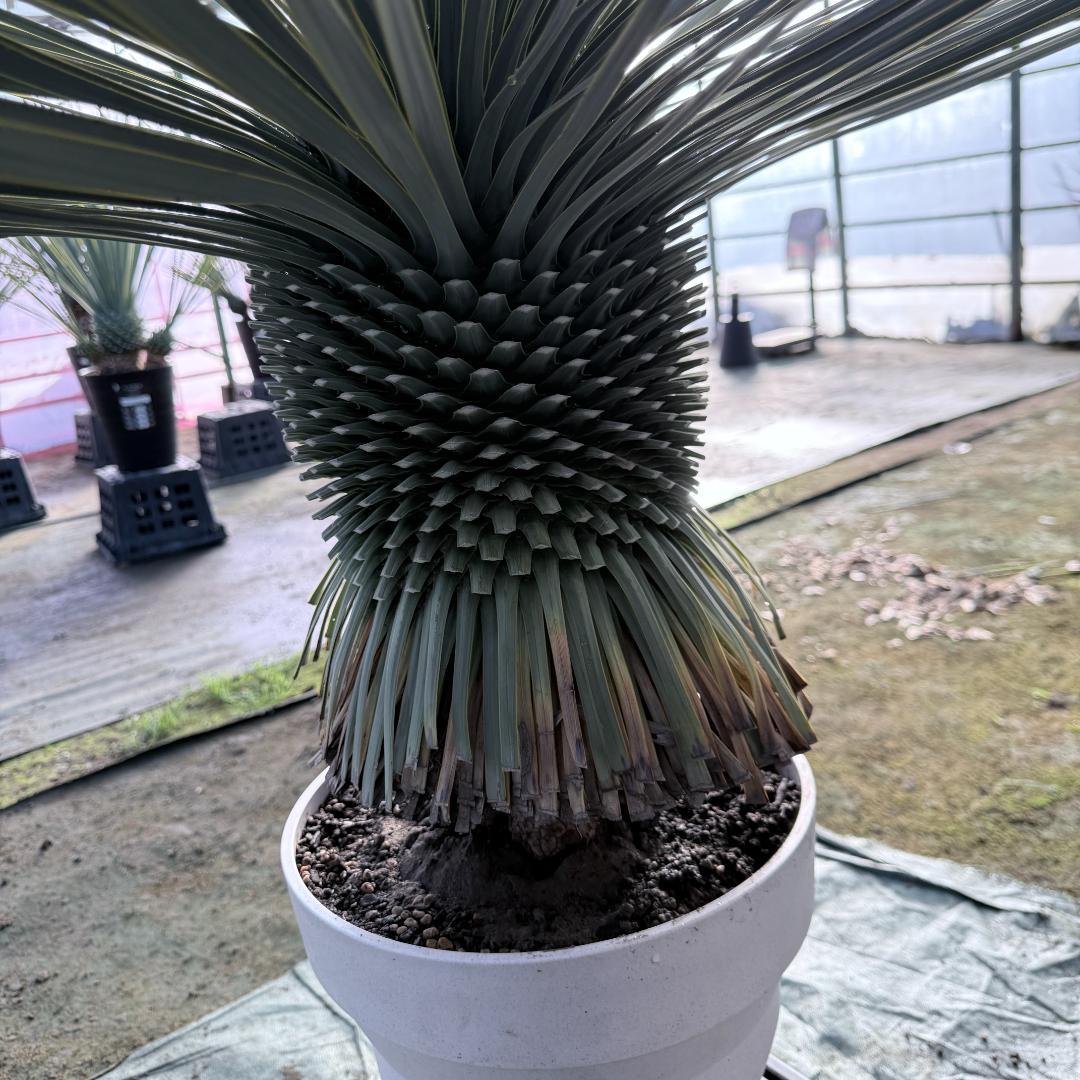 【AL F-1136】ユッカ　ロストラータ　美形　超超極太個体　シルバーブルー