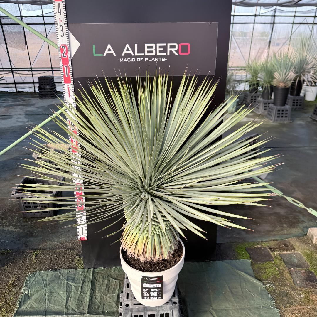【AL F-1136】ユッカ　ロストラータ　美形　超超極太個体　シルバーブルー