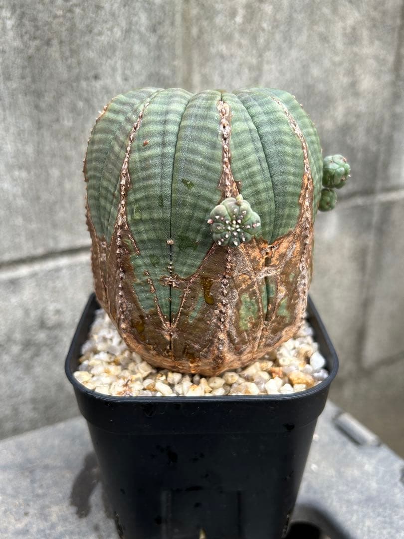 ♀ オベサ ユーフォルビア