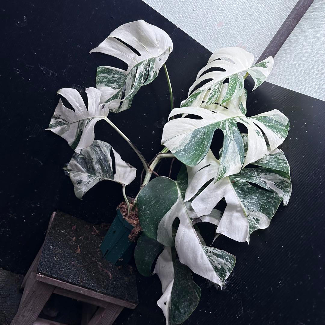 a*9様 斑入りモンステラ ホワイトタイガー極美大株73cm白斑多