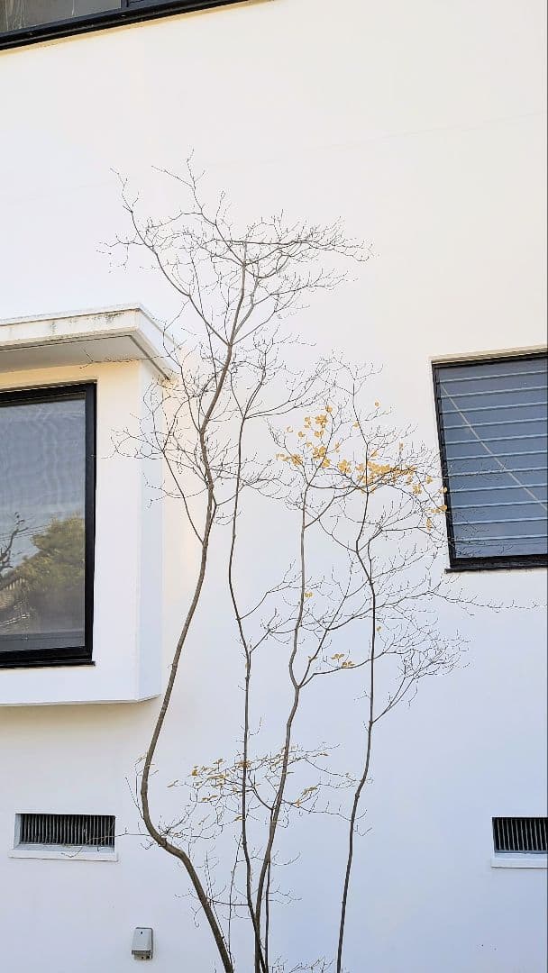 極美。特大の山採りドウダンツツジ。