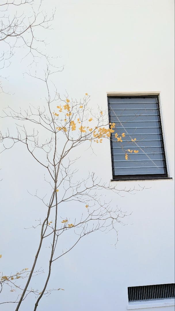 極美。特大の山採りドウダンツツジ。